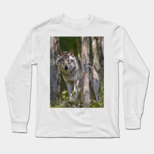 Timber wolf in Forest Long Sleeve T-Shirt